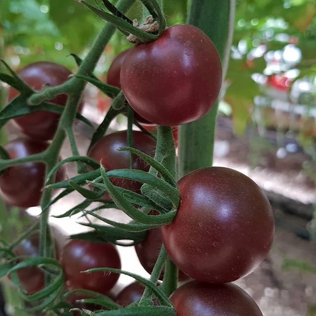 Томат черный шоколад описание. Томат черный шоколад вкуснотека. Томат черный шоколад f1. Томат черри шоколад. Томат черный шоколад черри.