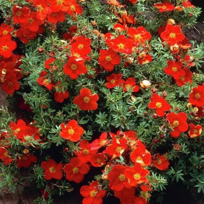 Лапчатка ред эйс. Лапчатка кустарниковая ред Робин. Potentilla fruticosa Marian Red Robin.